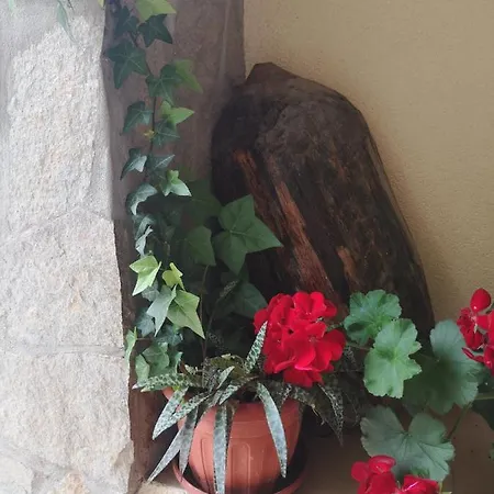 Guest house свила