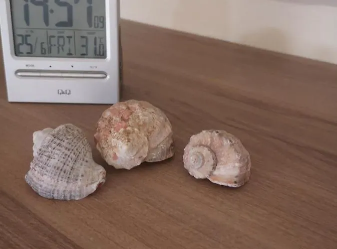 свила 3* Sozopol